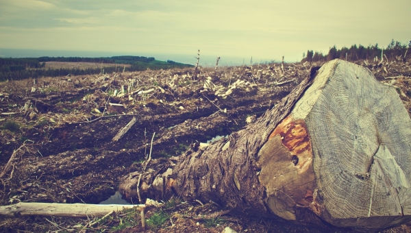 Tématem Týdne pro klima 2023 je DEFORESTACE